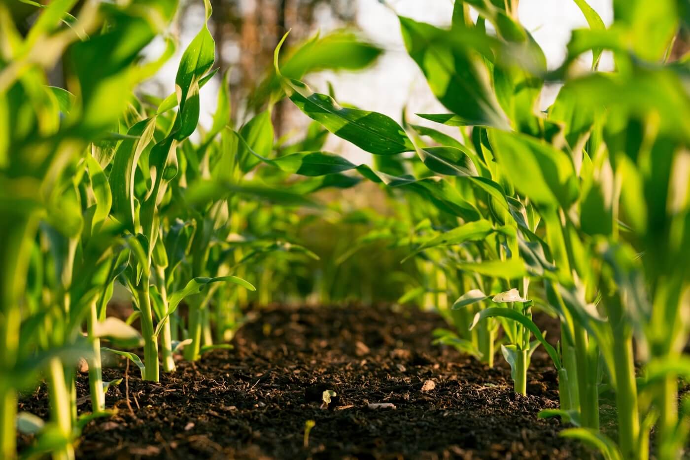 consultorias-legales-proyectos-agropecuarios-catatumbo